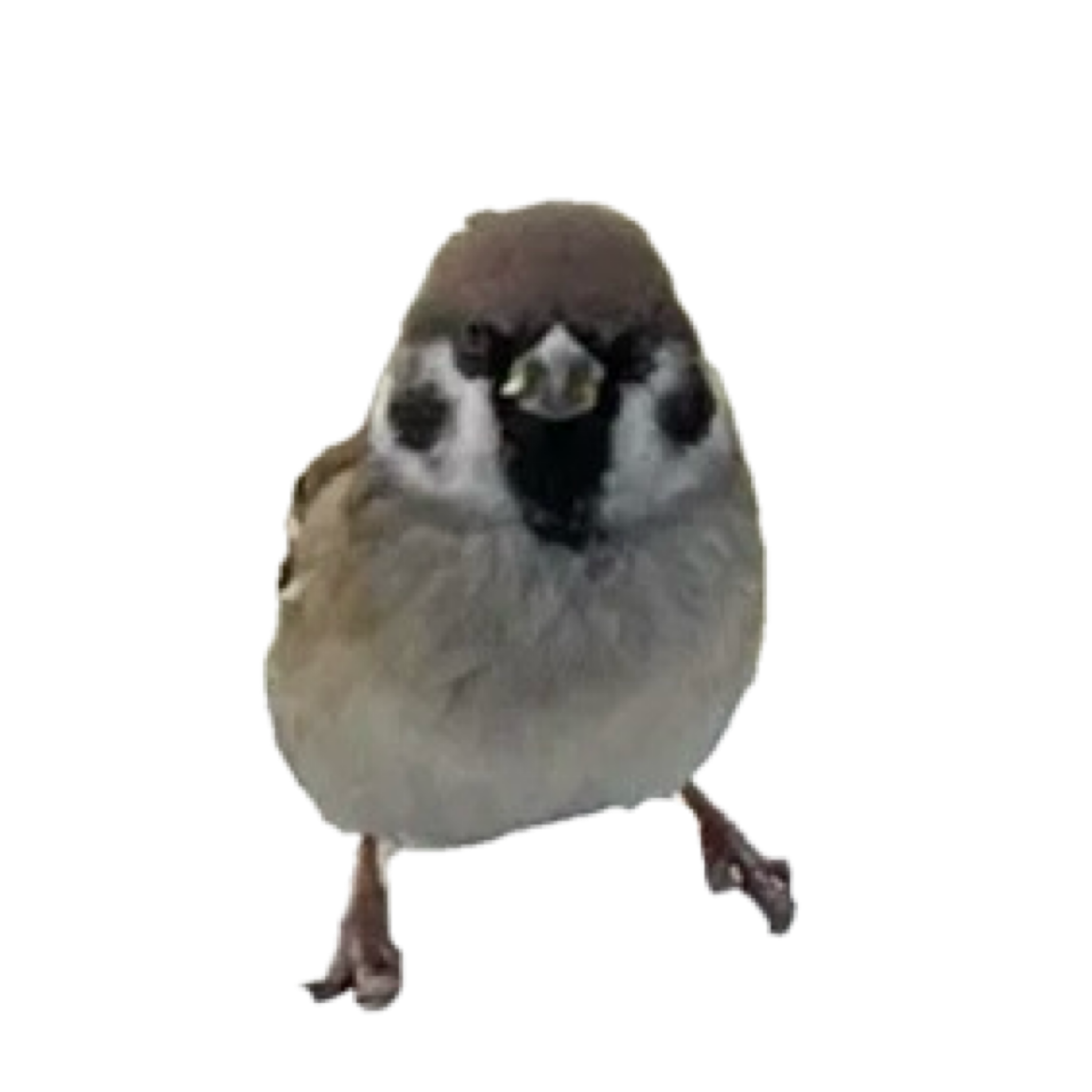 :sparrow_watching_you: